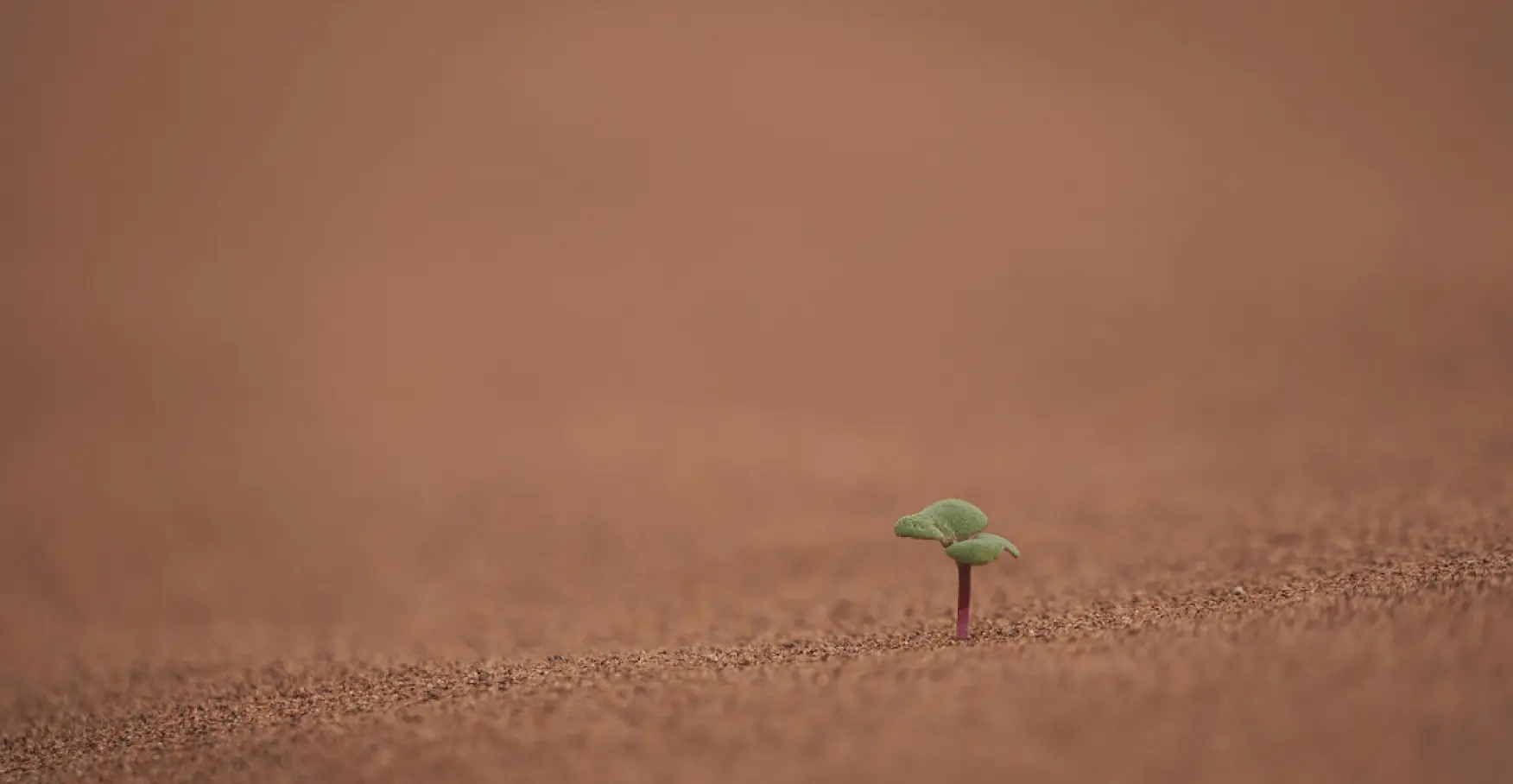 乾いた土から小さな芽が伸びるイメージ