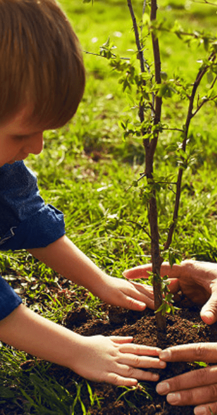 子どもと大人が一緒に苗木を植えるイメージ