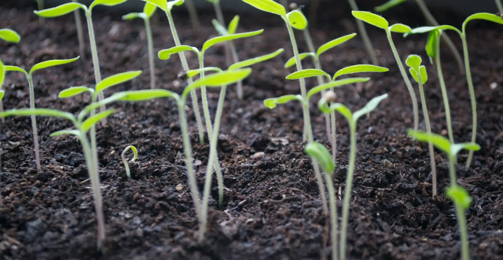 土から伸びる若い芽が並ぶイメージ