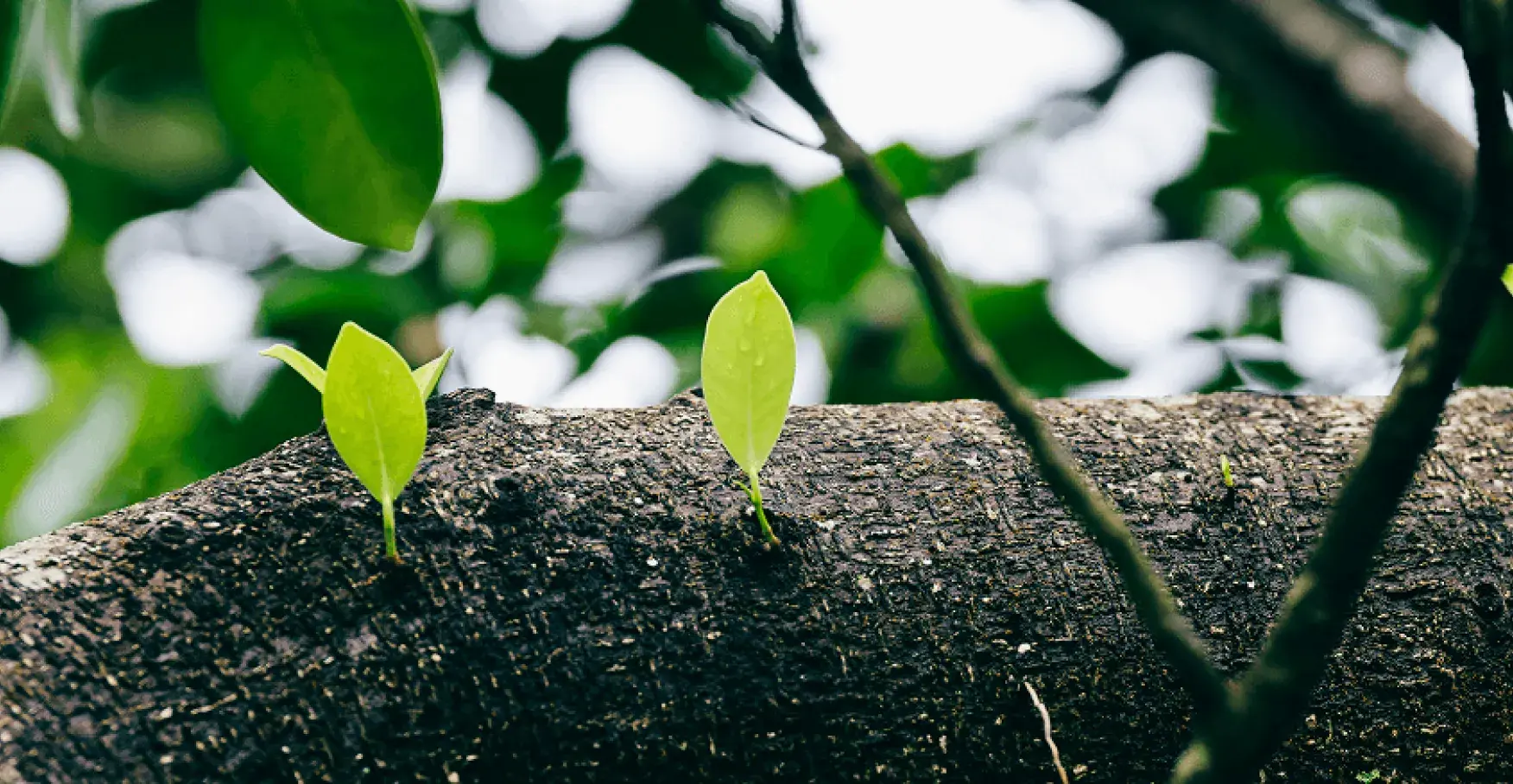 太い木の幹から芽吹いた鮮やかな緑の小さな新芽