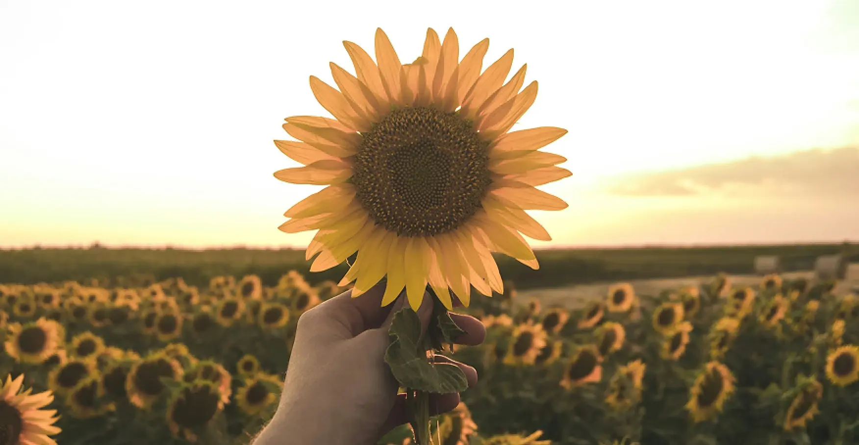 ひまわり畑で一輪のひまわりを手に持つ風景