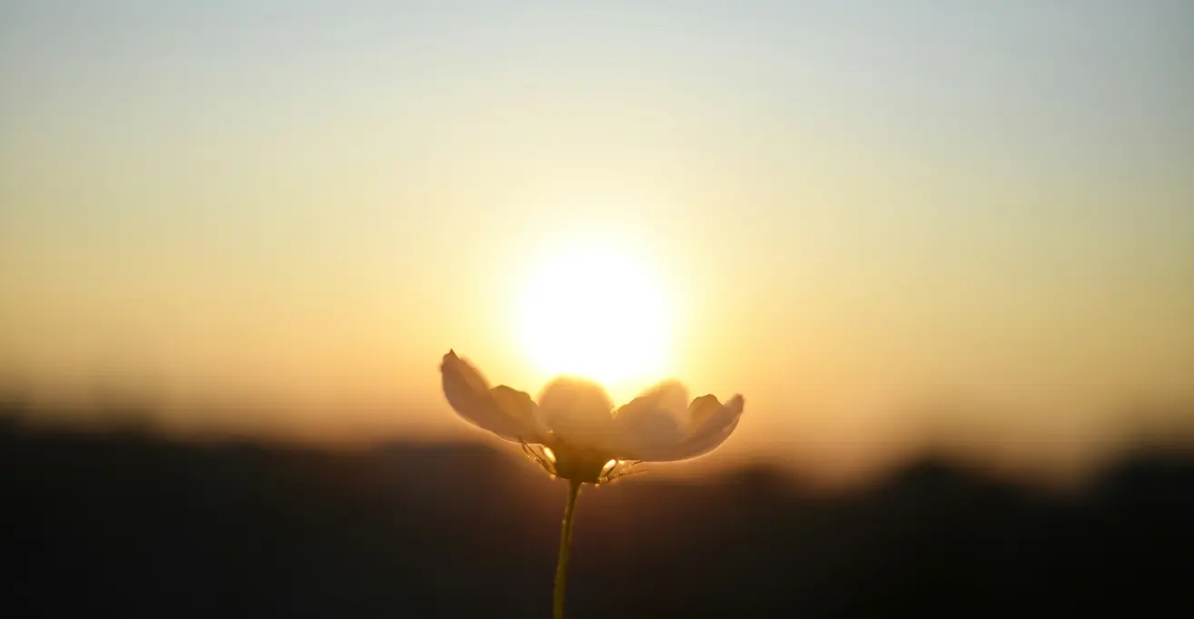 黄金色の夕日と重なり、逆光の中でシルエット気味に美しく透き通るコスモスの花