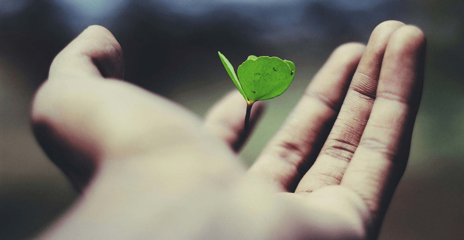 手のひらに小さな芽をそっと乗せるイメージ