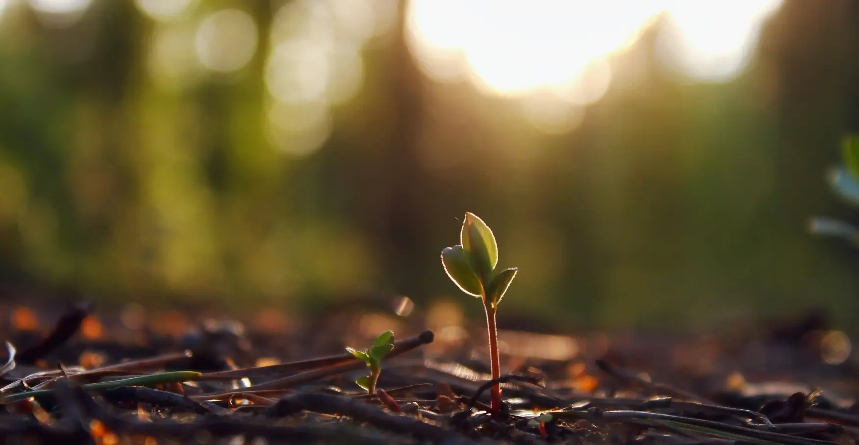 朝日に照らされる小さな芽の成長の瞬間