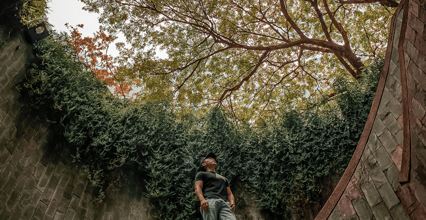 石壁に囲まれた空間で木々を見上げる人のイメージ