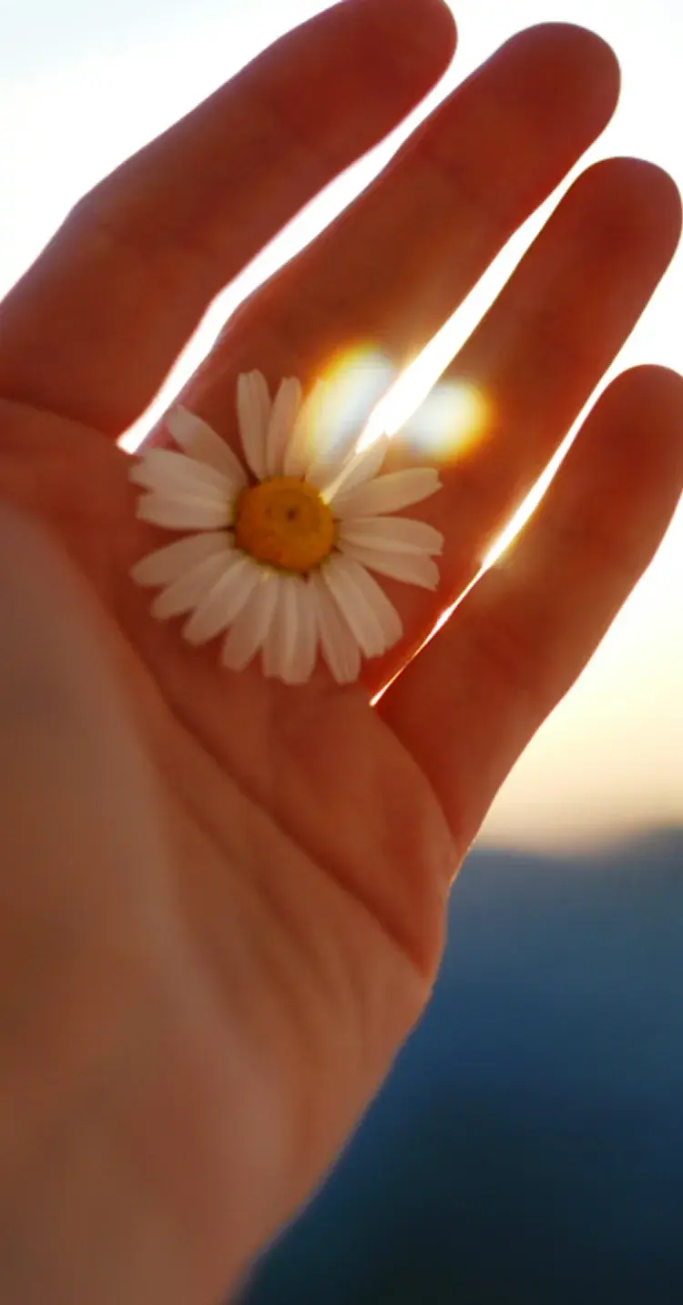 夕暮れの光が差し込む手のひらと、その中央にちょこんと置かれた白いデージーの花_メインビジュアル_sp