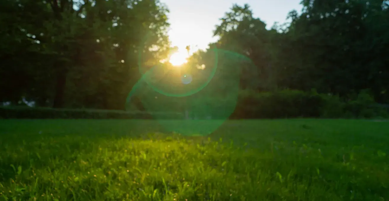 木々の間から差し込む眩しい太陽の光と、鮮やかな緑が広がる芝生の風景
