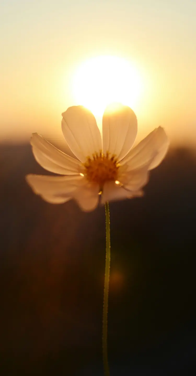 夕日(朝日)の逆光に照らされて輝く一輪の白いコスモス_sp