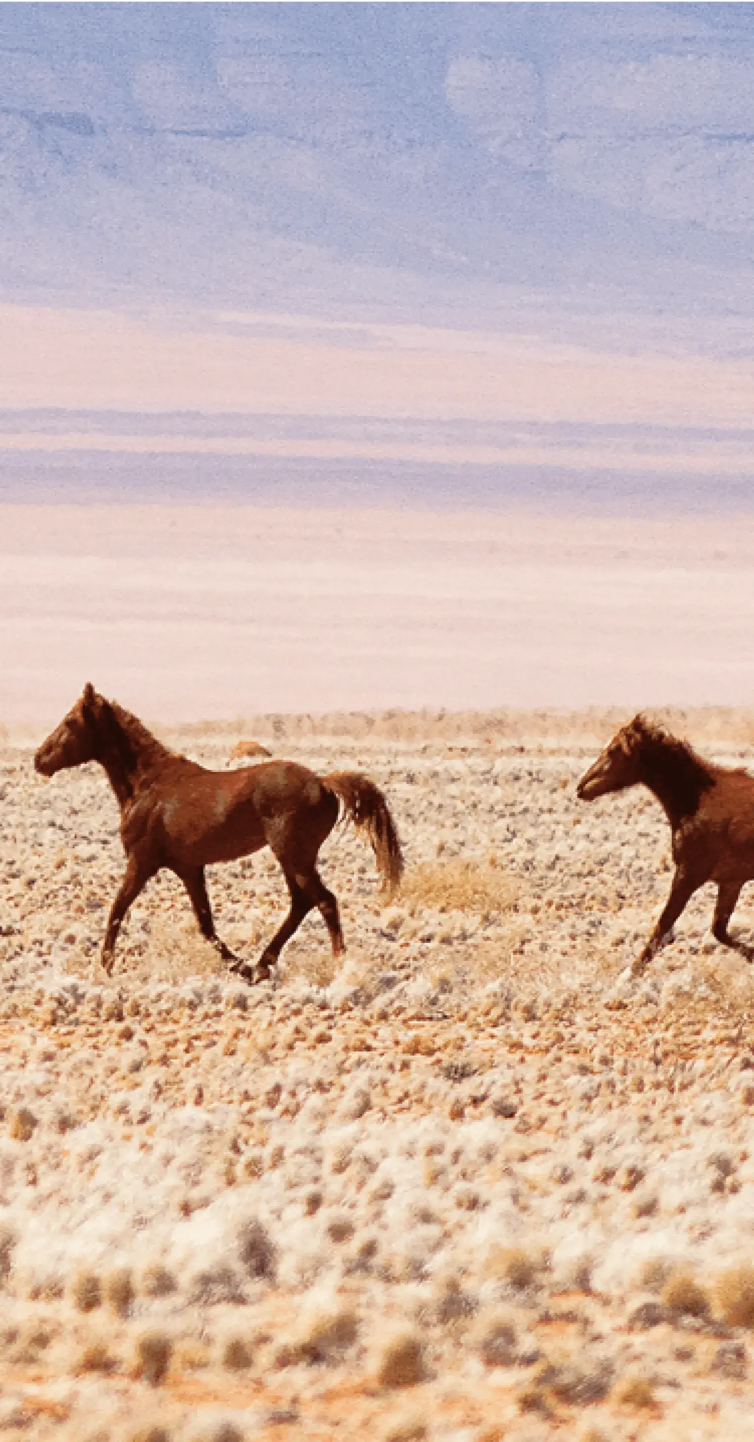 広大な荒野を走る二頭の馬_メインビジュアル_sp