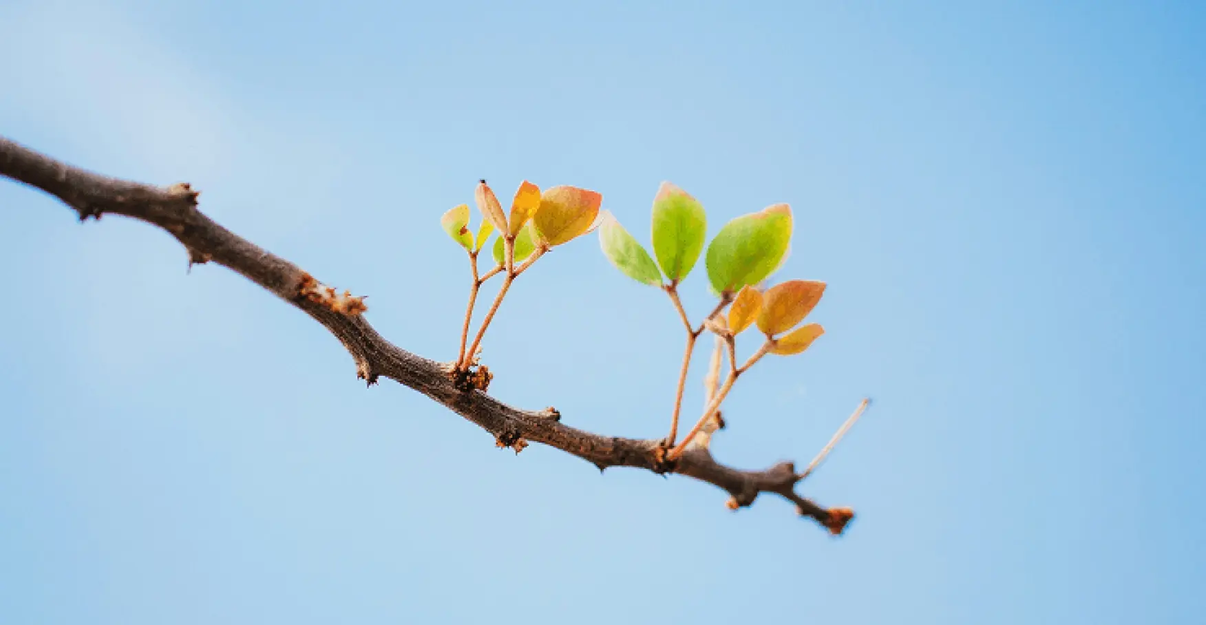 青空の下で新芽が伸びるのイメージ
