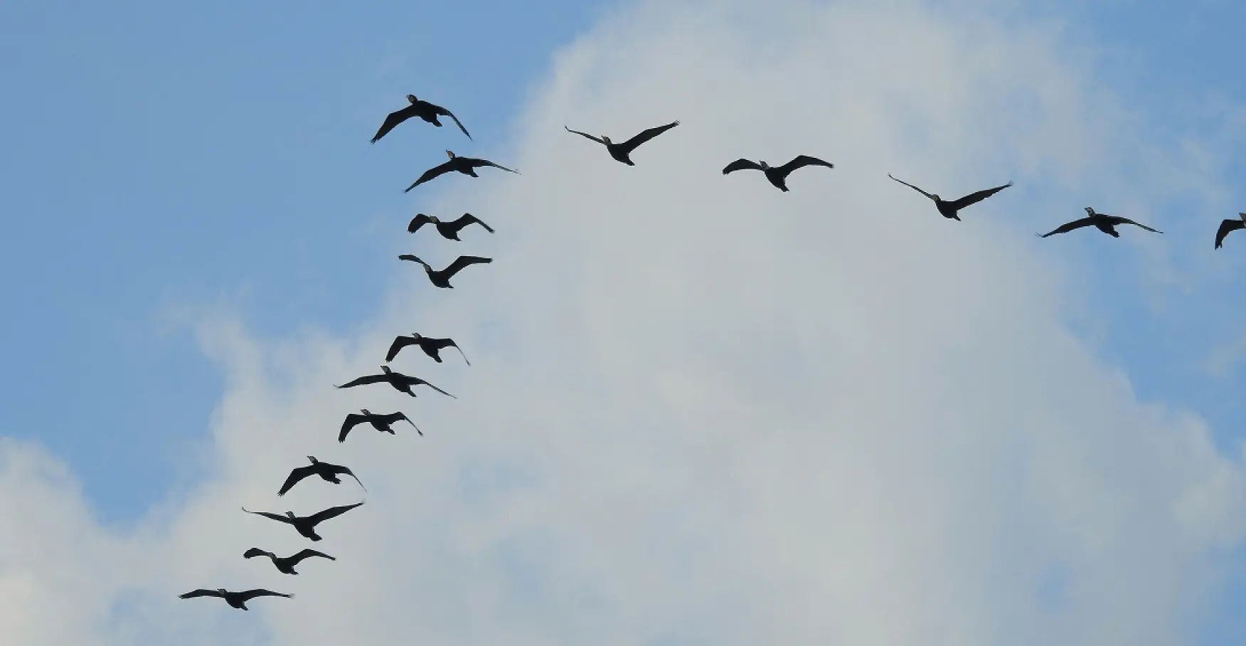 青空を編隊飛行する鳥たちのイメージ