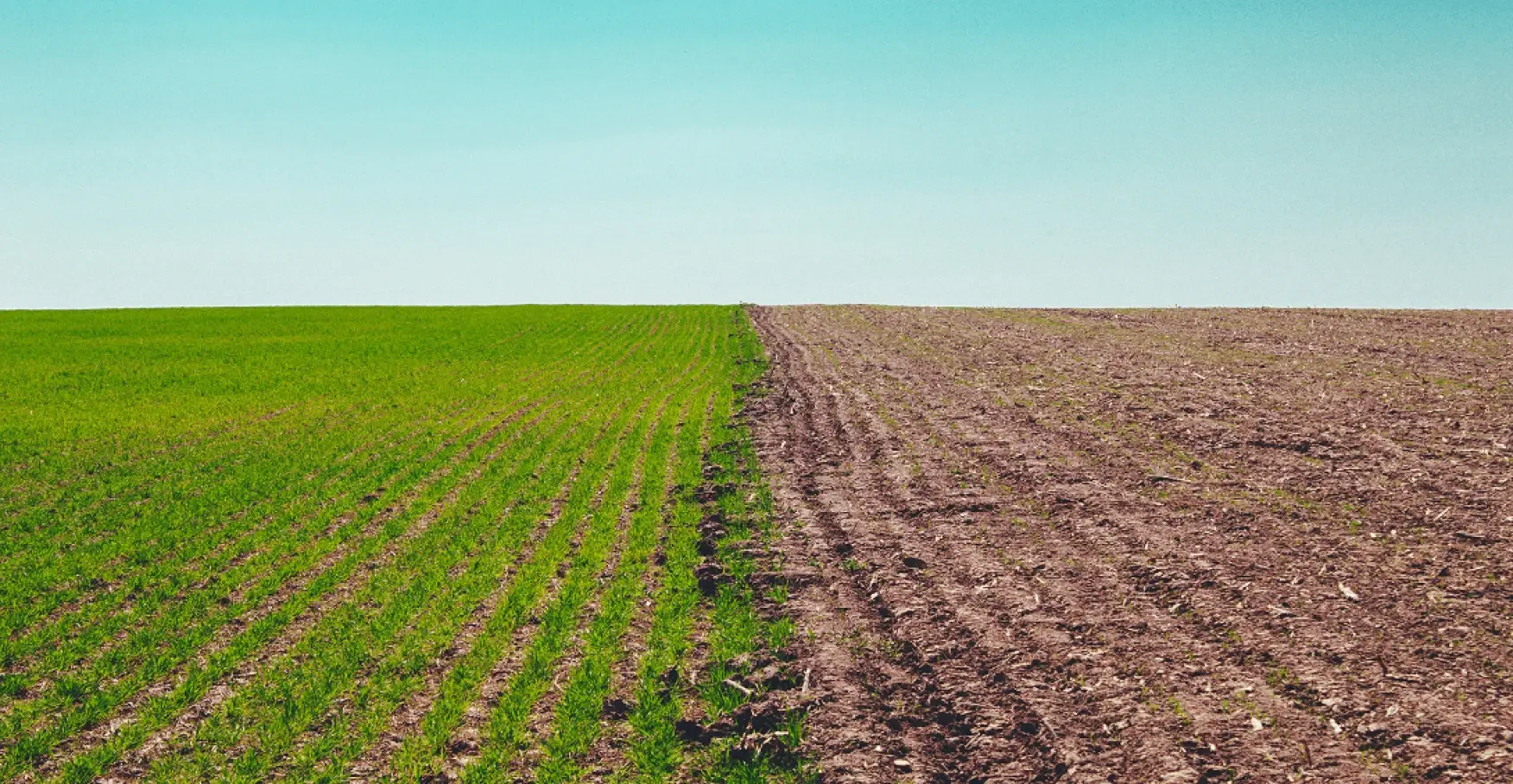 緑の畑と荒れた畑が左右に分かれた風景のイメージ
