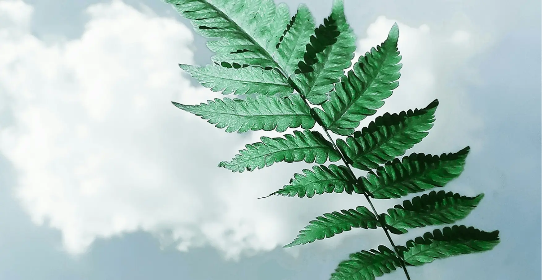 青空を背景にシダの葉を見上げたイメージ